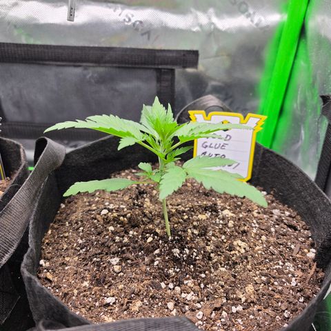 Gold Glue growlog timeline photo