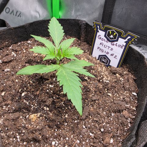 Gold Glue growlog timeline photo