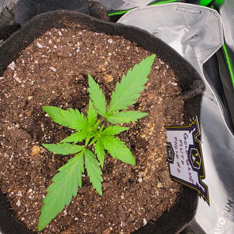 Gold Glue growlog timeline photo