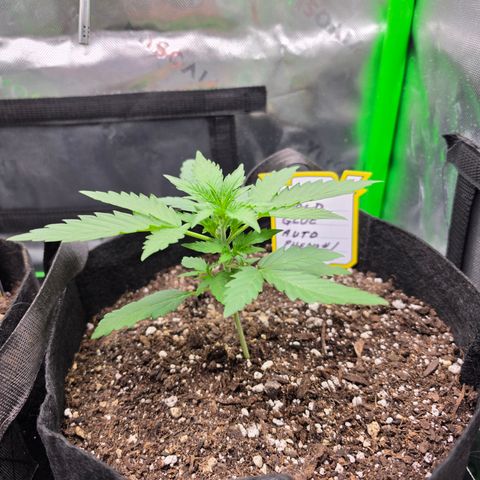 Gold Glue growlog timeline photo