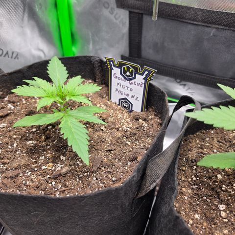 Gold Glue growlog timeline photo