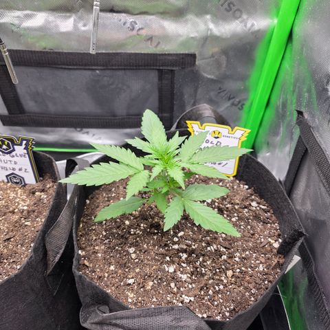 Gold Glue growlog timeline photo