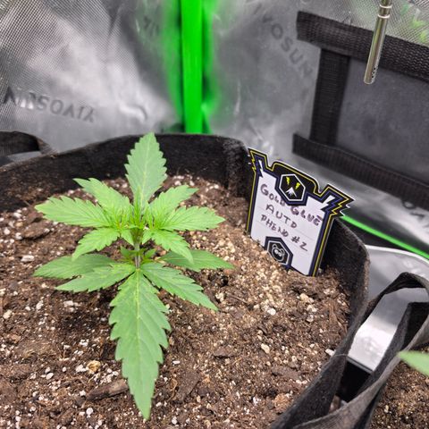 Gold Glue growlog timeline photo
