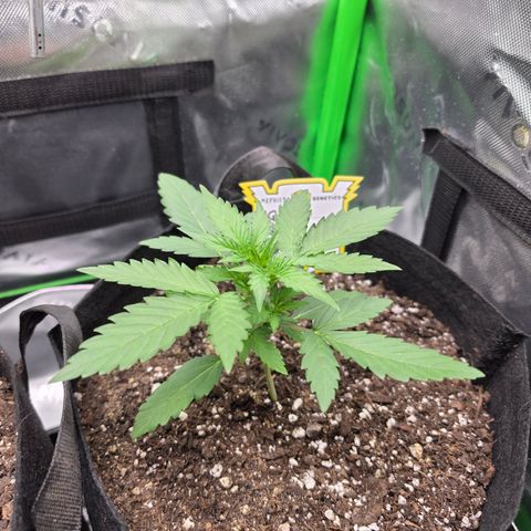 Gold Glue growlog timeline photo