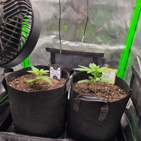 Gold Glue growlog timeline photo