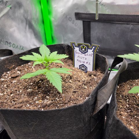 Gold Glue growlog timeline photo