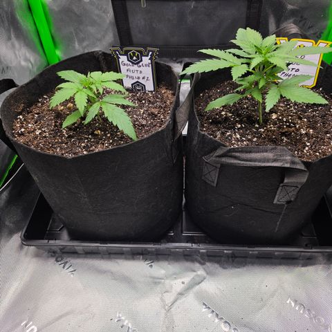 Gold Glue growlog timeline photo