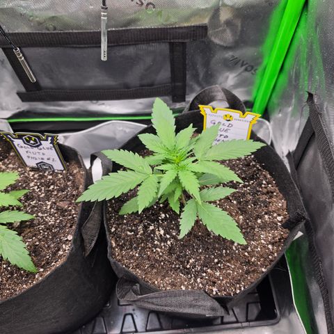 Gold Glue growlog timeline photo