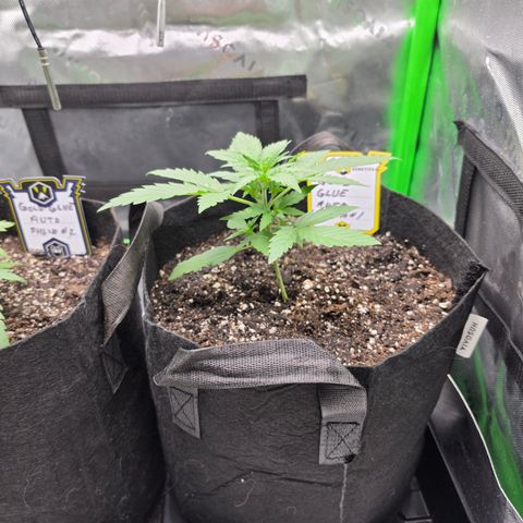 Gold Glue growlog timeline photo
