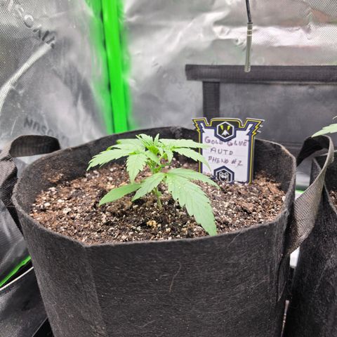 Gold Glue growlog timeline photo