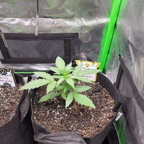 Gold Glue growlog timeline photo