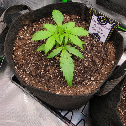 Gold Glue growlog timeline photo