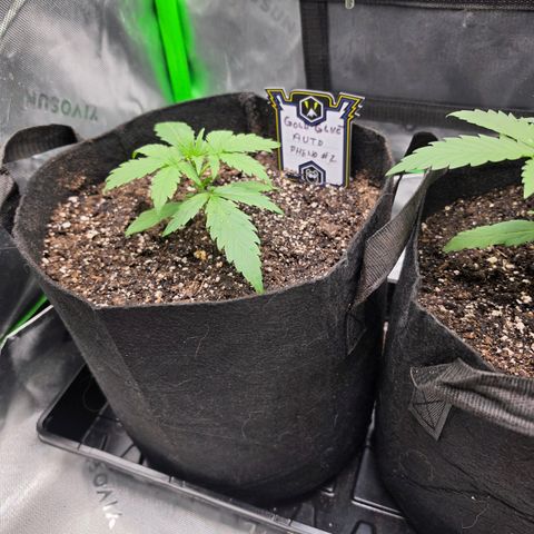 Gold Glue growlog timeline photo