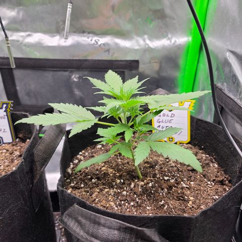 Gold Glue growlog timeline photo