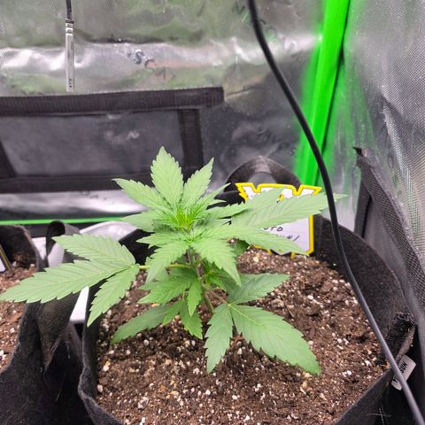 Gold Glue growlog timeline photo
