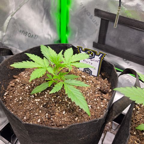Gold Glue growlog timeline photo