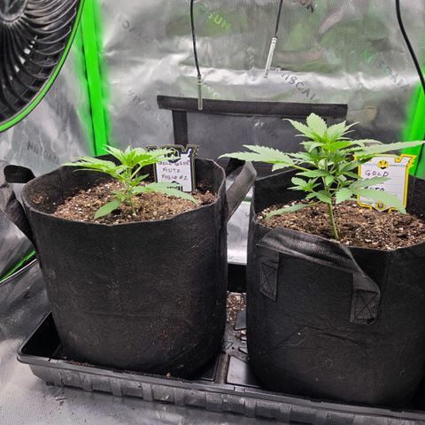 Gold Glue growlog timeline photo