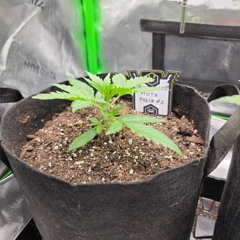 Gold Glue growlog timeline photo