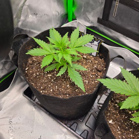 Gold Glue growlog timeline photo
