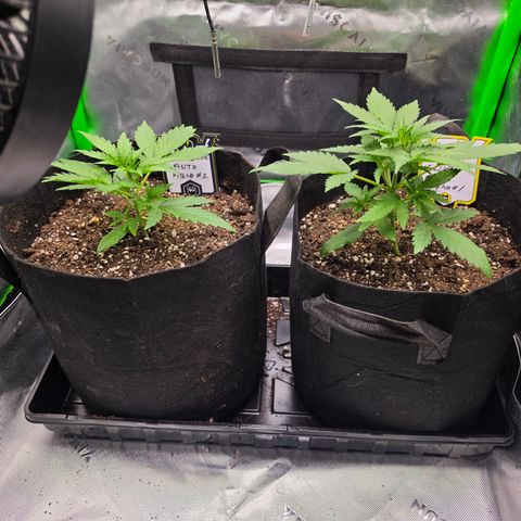 Gold Glue growlog timeline photo