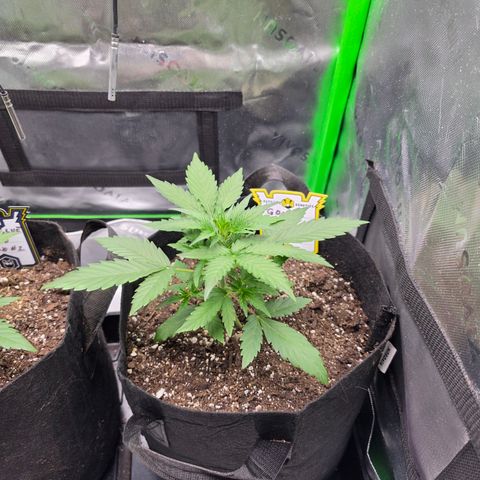 Gold Glue growlog timeline photo