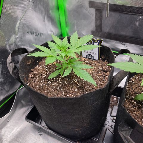 Gold Glue growlog timeline photo