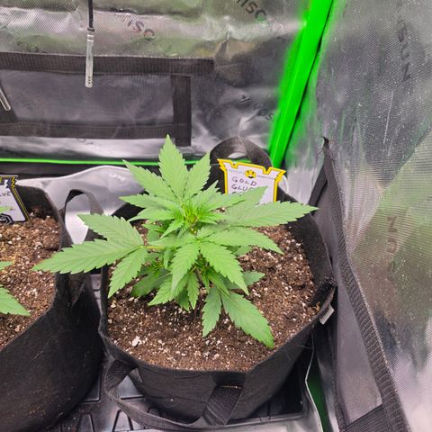 Gold Glue growlog timeline photo