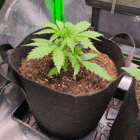 Gold Glue growlog timeline photo