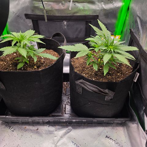 Gold Glue growlog timeline photo