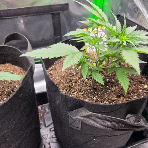 Gold Glue growlog timeline photo