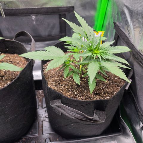 Gold Glue growlog timeline photo