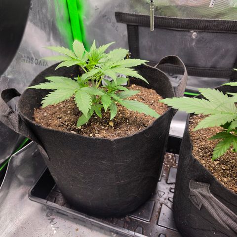 Gold Glue growlog timeline photo