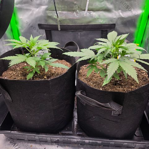 Gold Glue growlog timeline photo