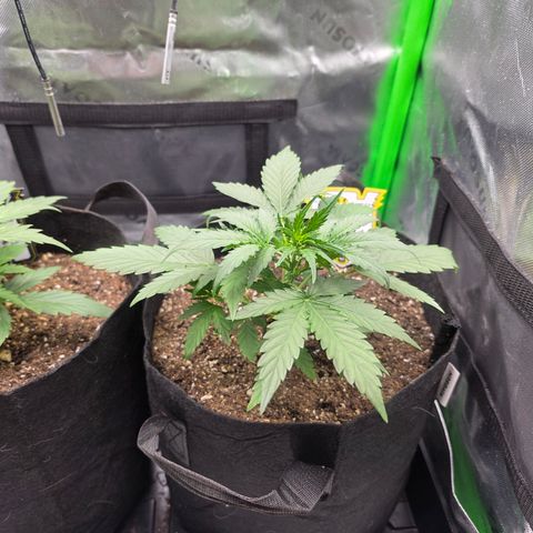 Gold Glue growlog timeline photo