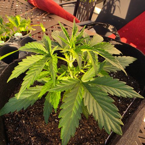 Gold Glue growlog timeline photo