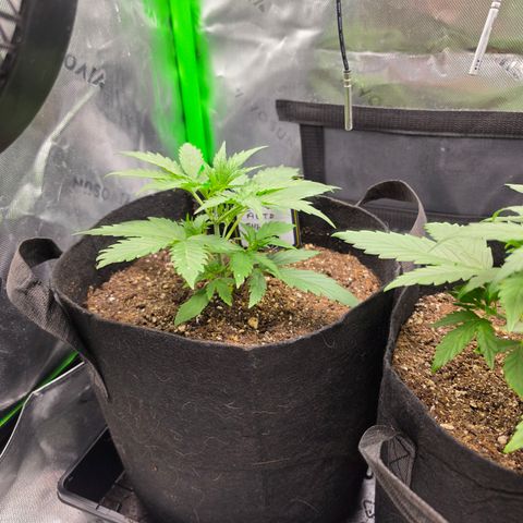 Gold Glue growlog timeline photo