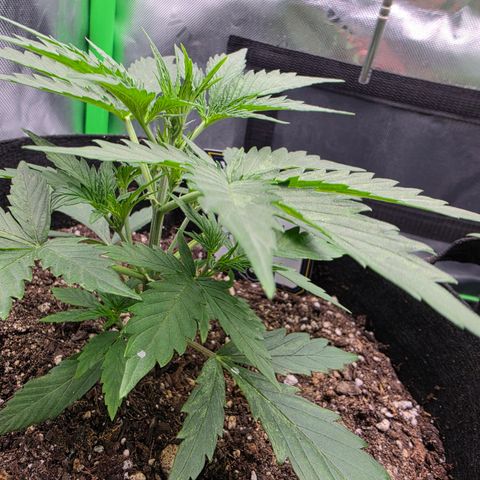 Gold Glue growlog timeline photo