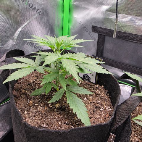 Gold Glue growlog timeline photo