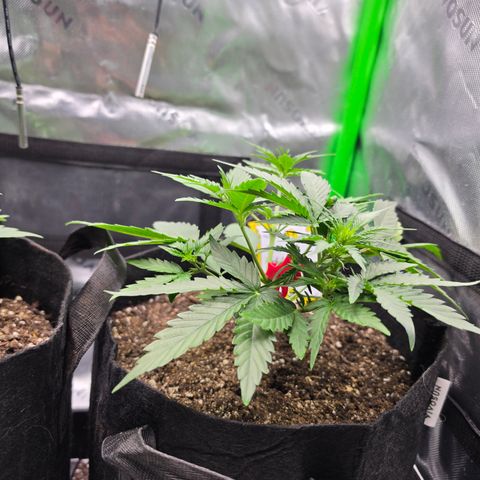 Gold Glue growlog timeline photo