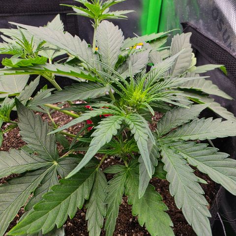 Gold Glue growlog timeline photo