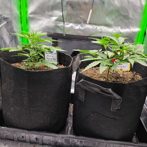 Gold Glue growlog timeline photo