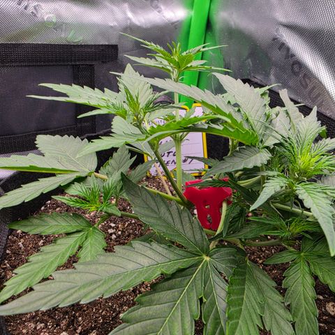 Gold Glue growlog timeline photo