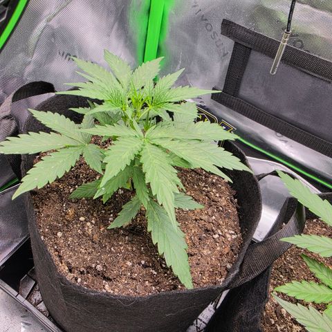 Gold Glue growlog timeline photo