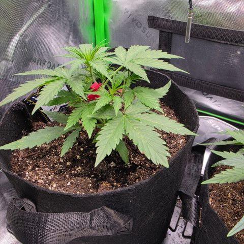 Gold Glue growlog photo: Pheno#1 is coming along just great. I set pheno #2 outside for most of the day. she doesn't seem to be bothered by the direct sunlight and actually is growing a lot faster than pheno number one now I gave her a leader of distilled water when I returned her to the tent.
