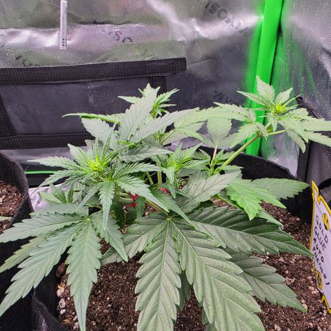 Gold Glue growlog photo: Pheno#1 is coming along just great. I set pheno #2 outside for most of the day. she doesn't seem to be bothered by the direct sunlight and actually is growing a lot faster than pheno number one now I gave her a leader of distilled water when I returned her to the tent.