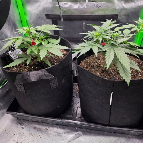 Gold Glue growlog photo: Pheno#1 is coming along just great. I set pheno #2 outside for most of the day. she doesn't seem to be bothered by the direct sunlight and actually is growing a lot faster than pheno number one now I gave her a leader of distilled water when I returned her to the tent.