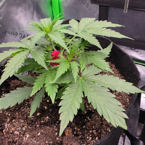 Gold Glue growlog photo: Pheno#1 is coming along just great. I set pheno #2 outside for most of the day. she doesn't seem to be bothered by the direct sunlight and actually is growing a lot faster than pheno number one now I gave her a leader of distilled water when I returned her to the tent.