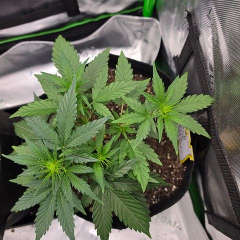 Gold Glue growlog photo: Pheno#1 is coming along just great. I set pheno #2 outside for most of the day. she doesn't seem to be bothered by the direct sunlight and actually is growing a lot faster than pheno number one now I gave her a leader of distilled water when I returned her to the tent.