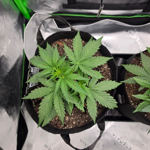 Gold Glue growlog photo: Pheno#1 is coming along just great. I set pheno #2 outside for most of the day. she doesn't seem to be bothered by the direct sunlight and actually is growing a lot faster than pheno number one now I gave her a leader of distilled water when I returned her to the tent.