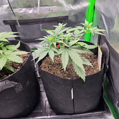 Gold Glue growlog photo: Pheno#1 is coming along just great. I set pheno #2 outside for most of the day. she doesn't seem to be bothered by the direct sunlight and actually is growing a lot faster than pheno number one now I gave her a leader of distilled water when I returned her to the tent.